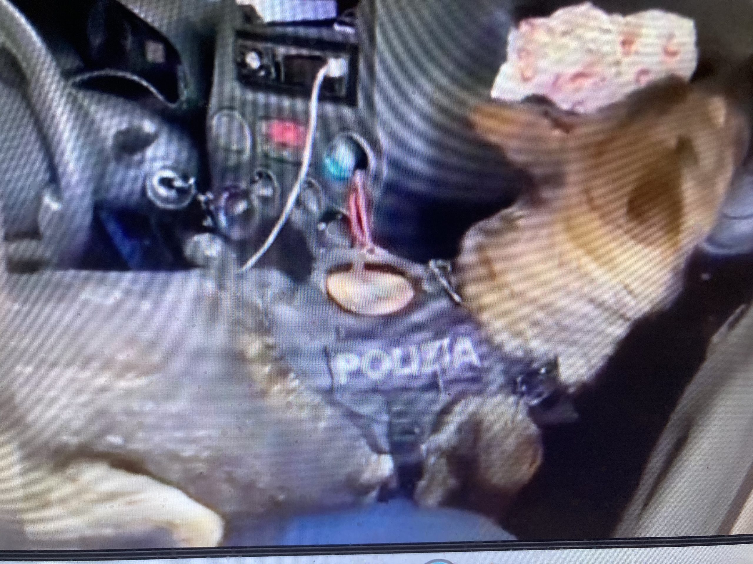 Nel frame del video diffuso dalla Polizia di Stato un cane antidroga ha annusato qualcosa 09 07 2022