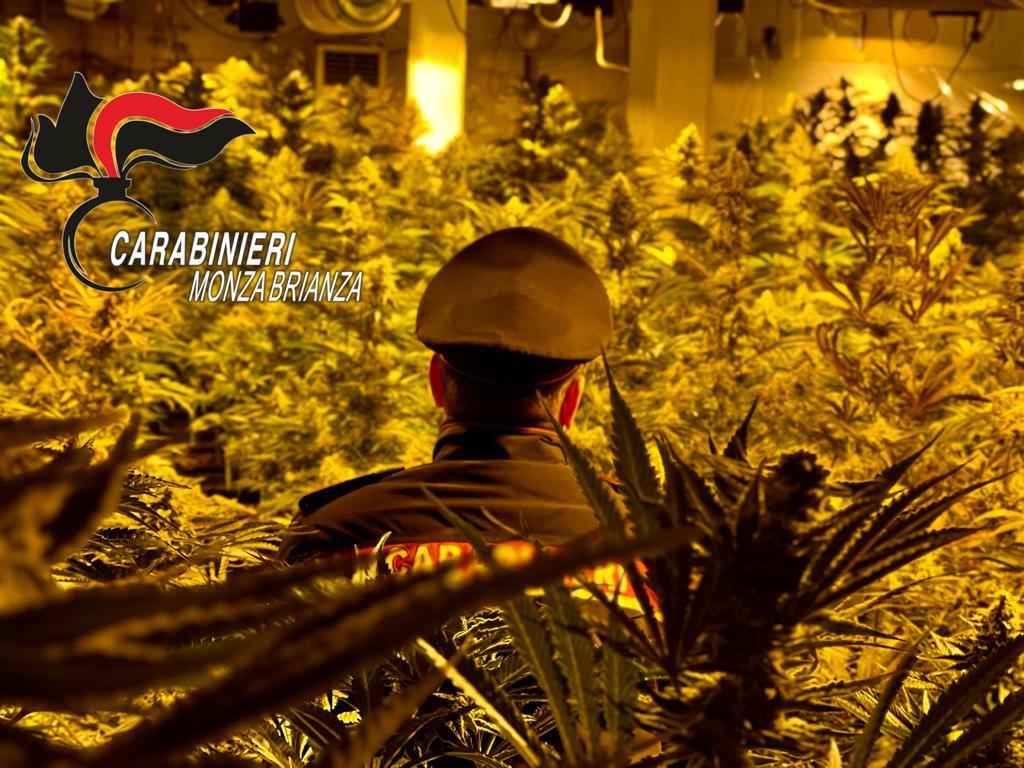 La gigantesca serra per produrre marijuana scopera da Carabinieri di Seregno. Sabato 21 gennaio 2023.mp4